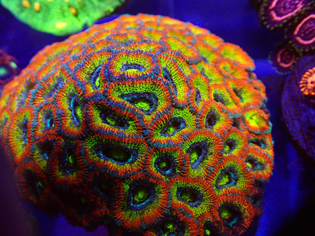 LPS Coral