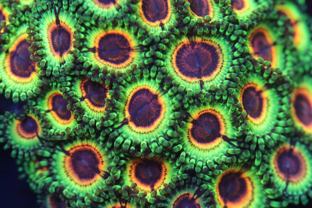 Zoanthids