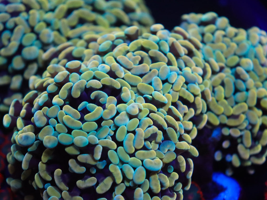 Euphyllia