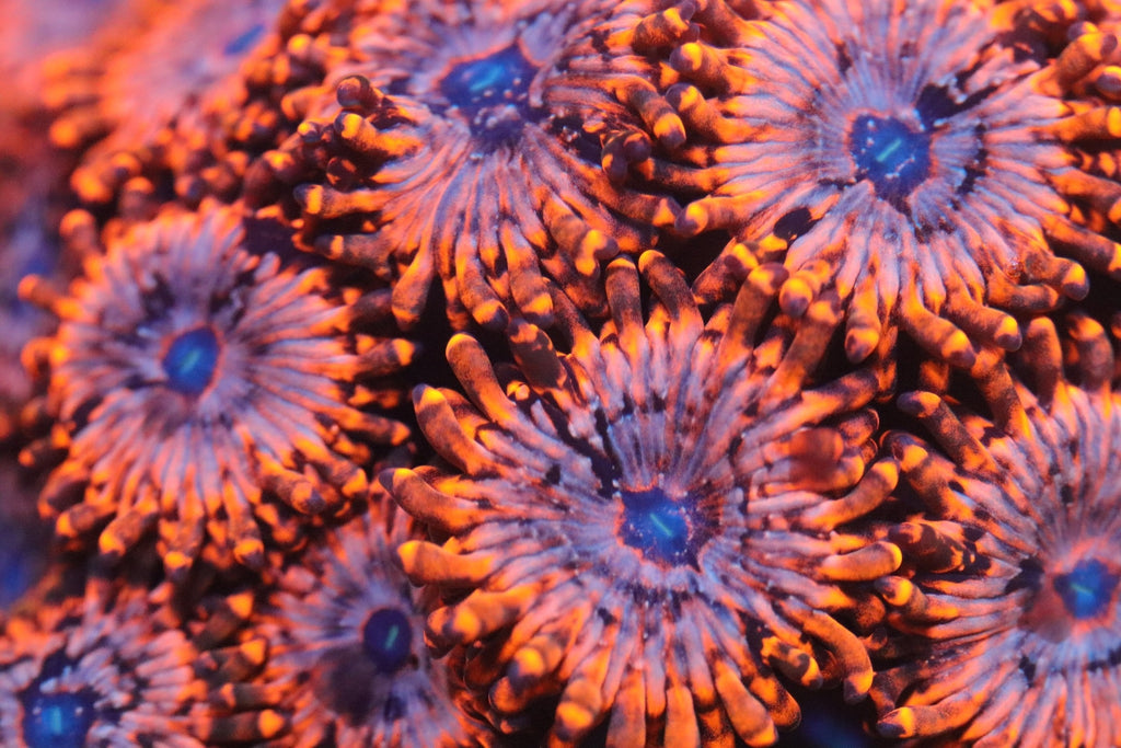 Zoanthids