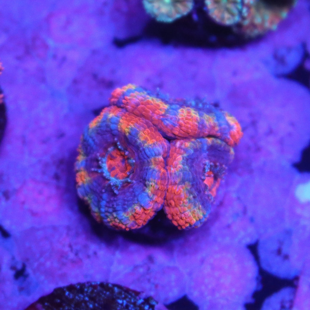 Ultra Rainbow Acan