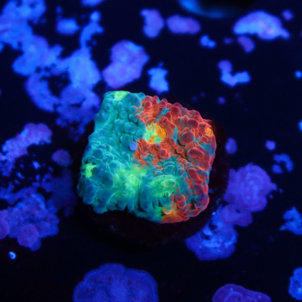 TCK Amazing Rainbow Chalice