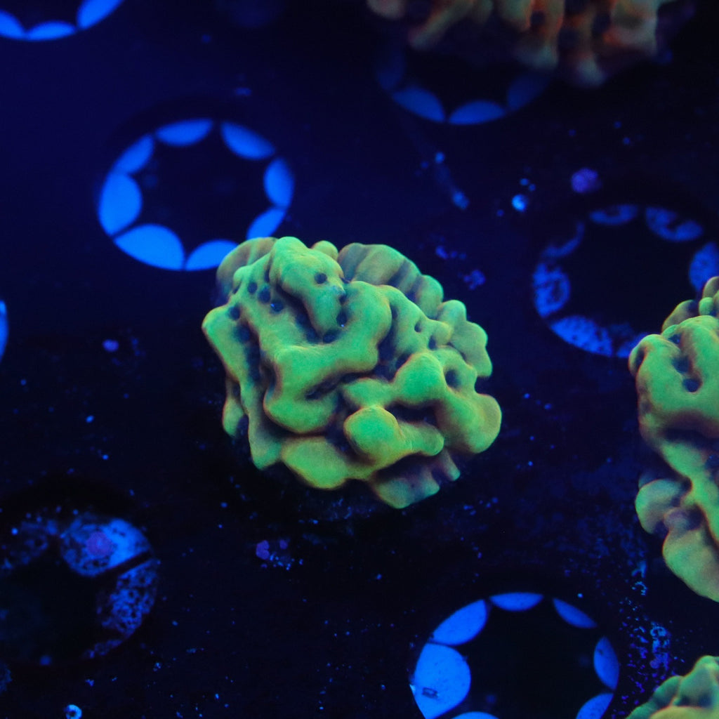 Crazy T Montipora