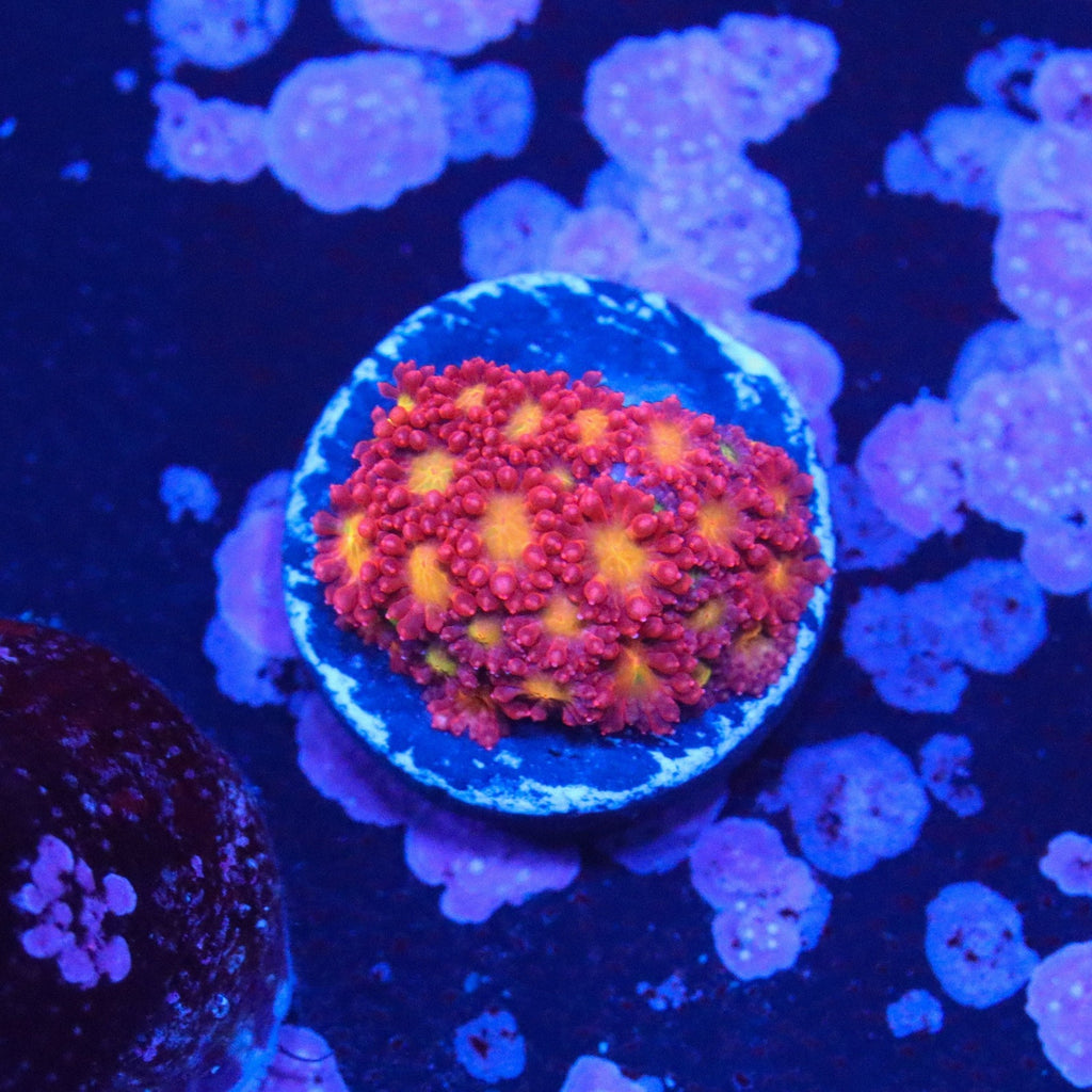 WWC Fruit Loops Bernardpora Micro Goni