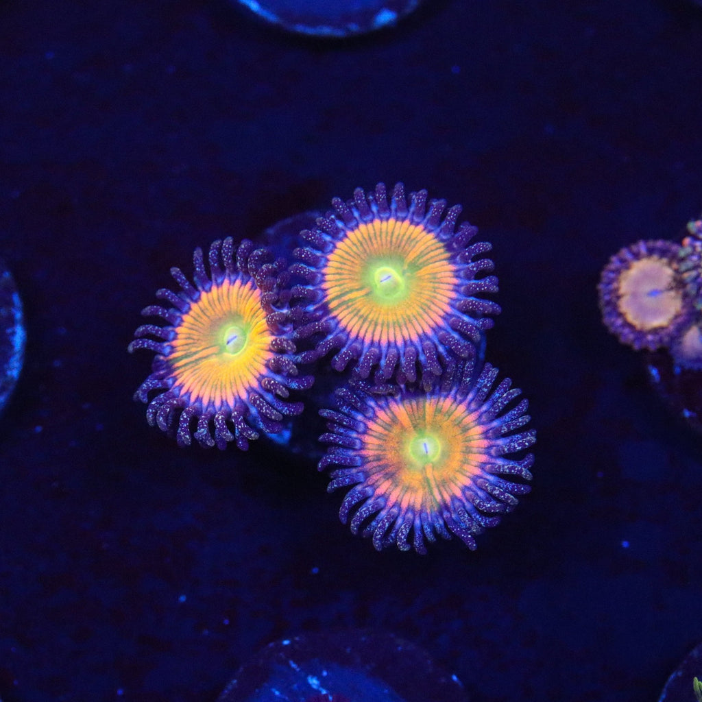 Sunny D Zoanthid