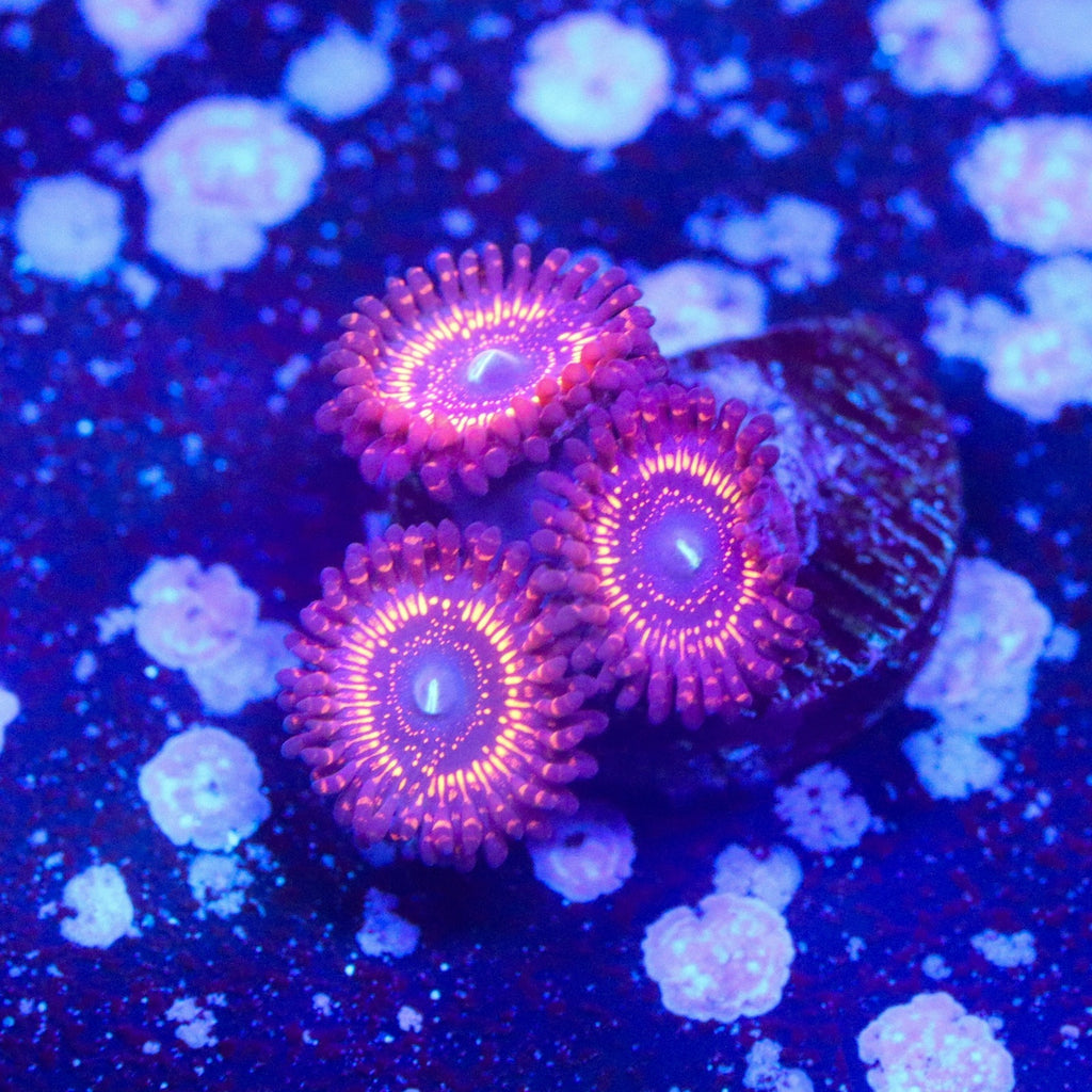 WWC Illuminati Zoanthid