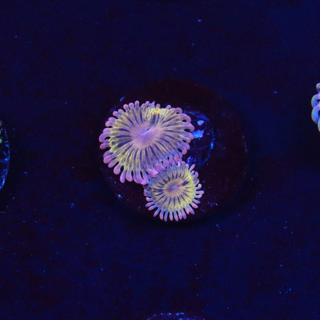 Chiquita Zoanthid