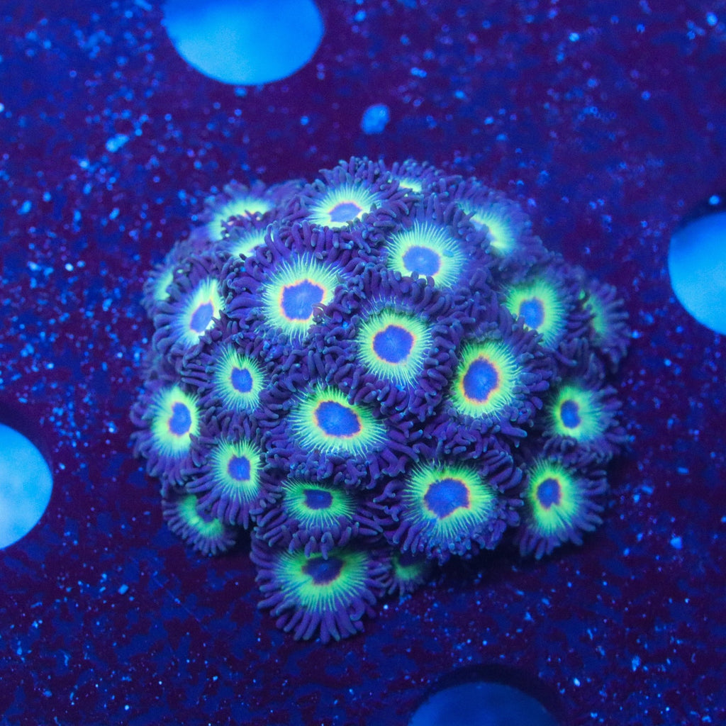 Bob Marley Zoa Colony