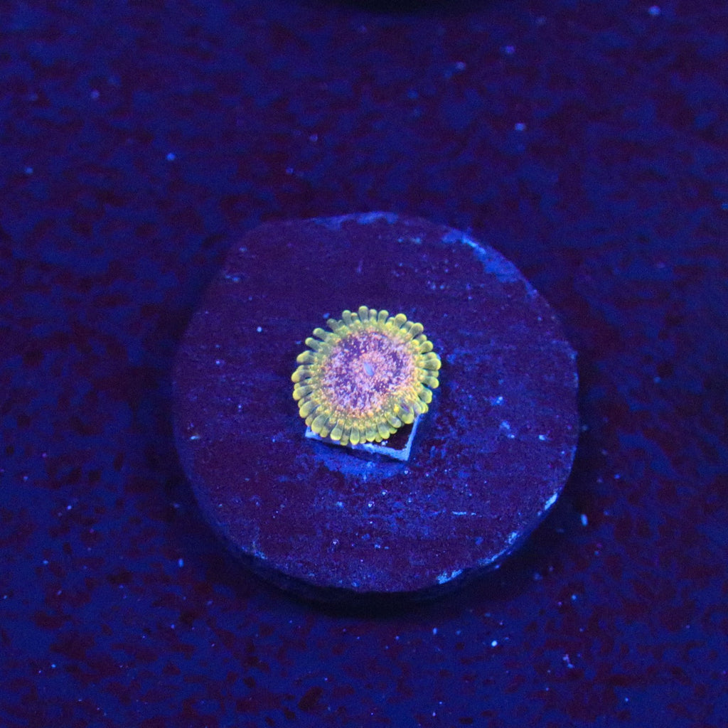 Northern Lights Zoanthid