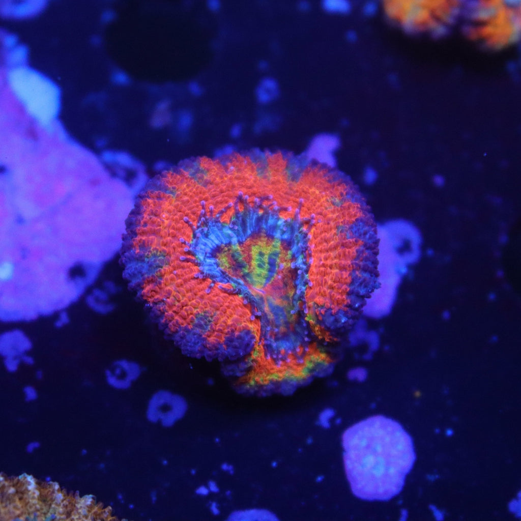 Ultra Rainbow Acan