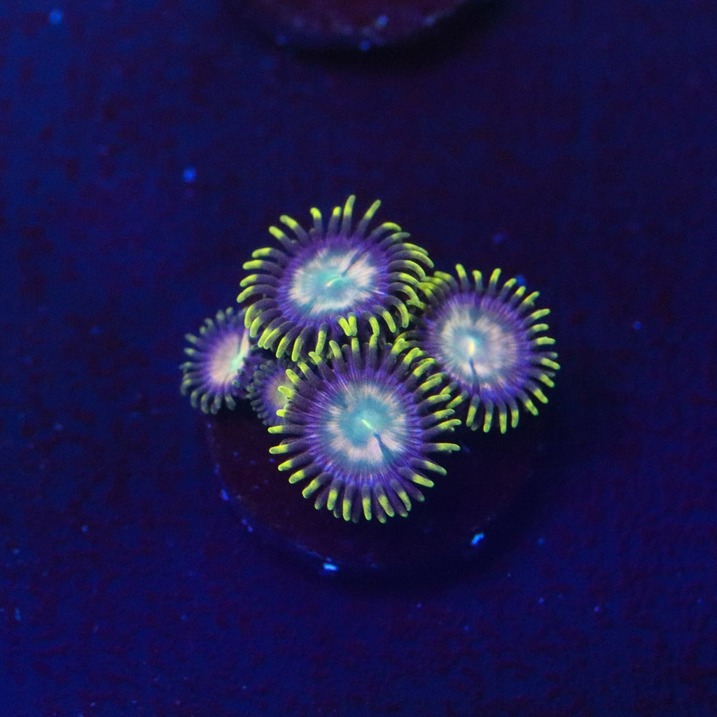 Laser Lemon Zoanthid