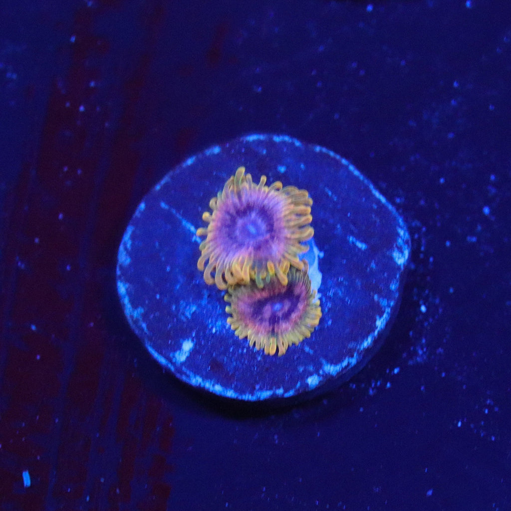 JF Acid Reflux Zoanthid