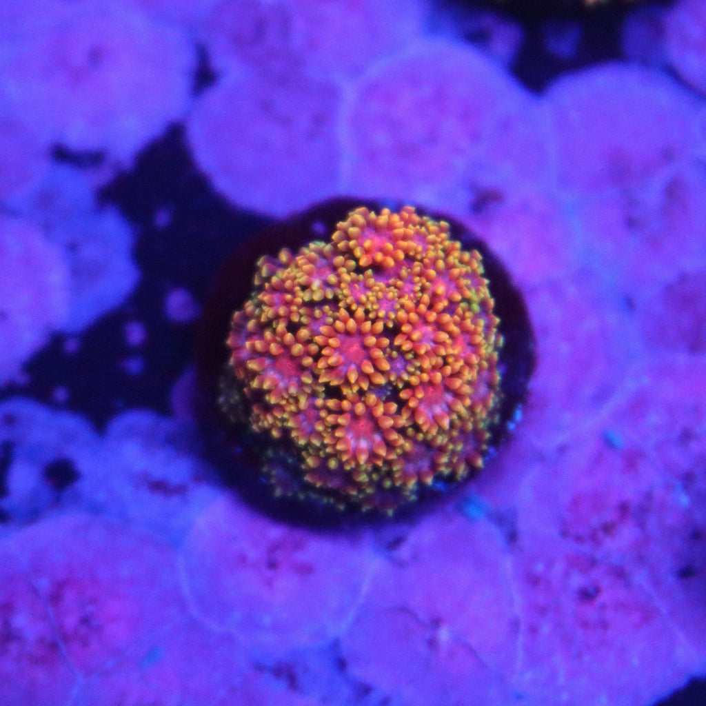 Rainbow Gonipora