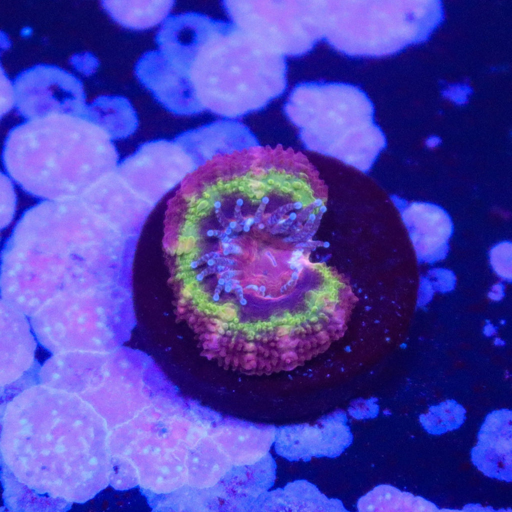 Black Hole Sun Acan
