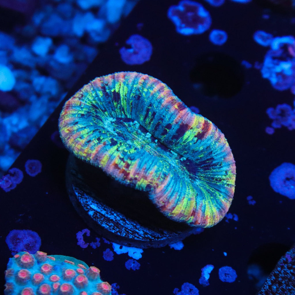 Small Rainbow Trachyphyllia
