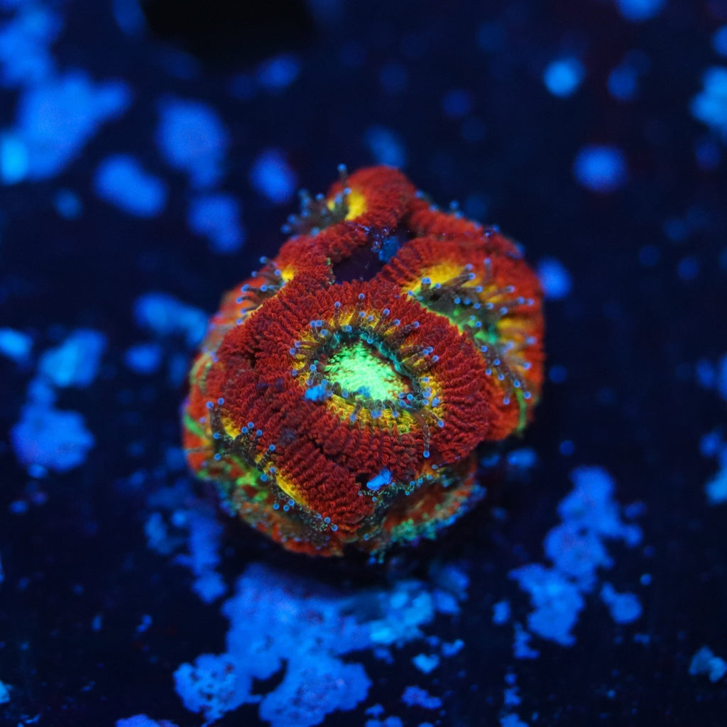 WWC Ruby Red Micromussa