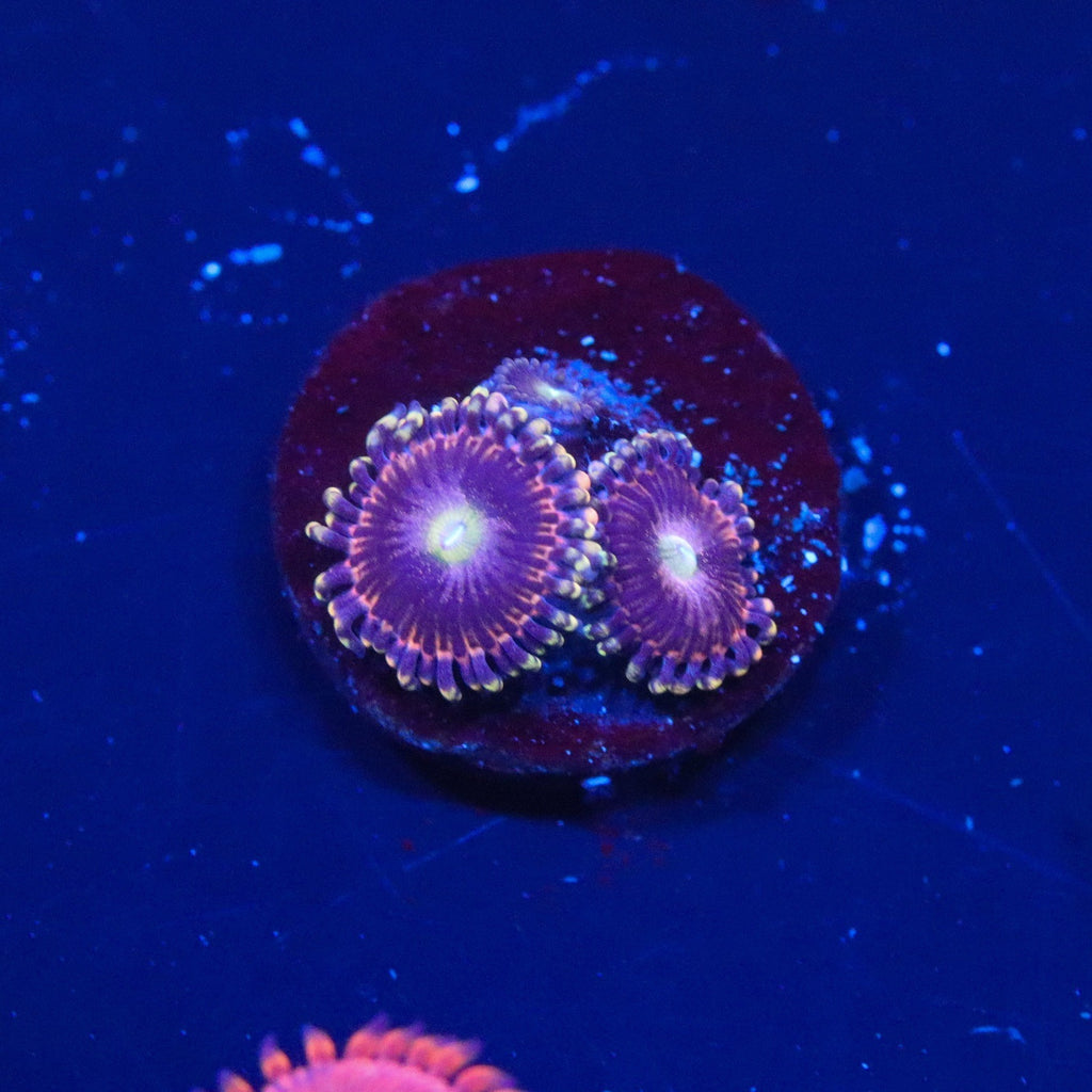 CK Bozo Birthday Zoanthid