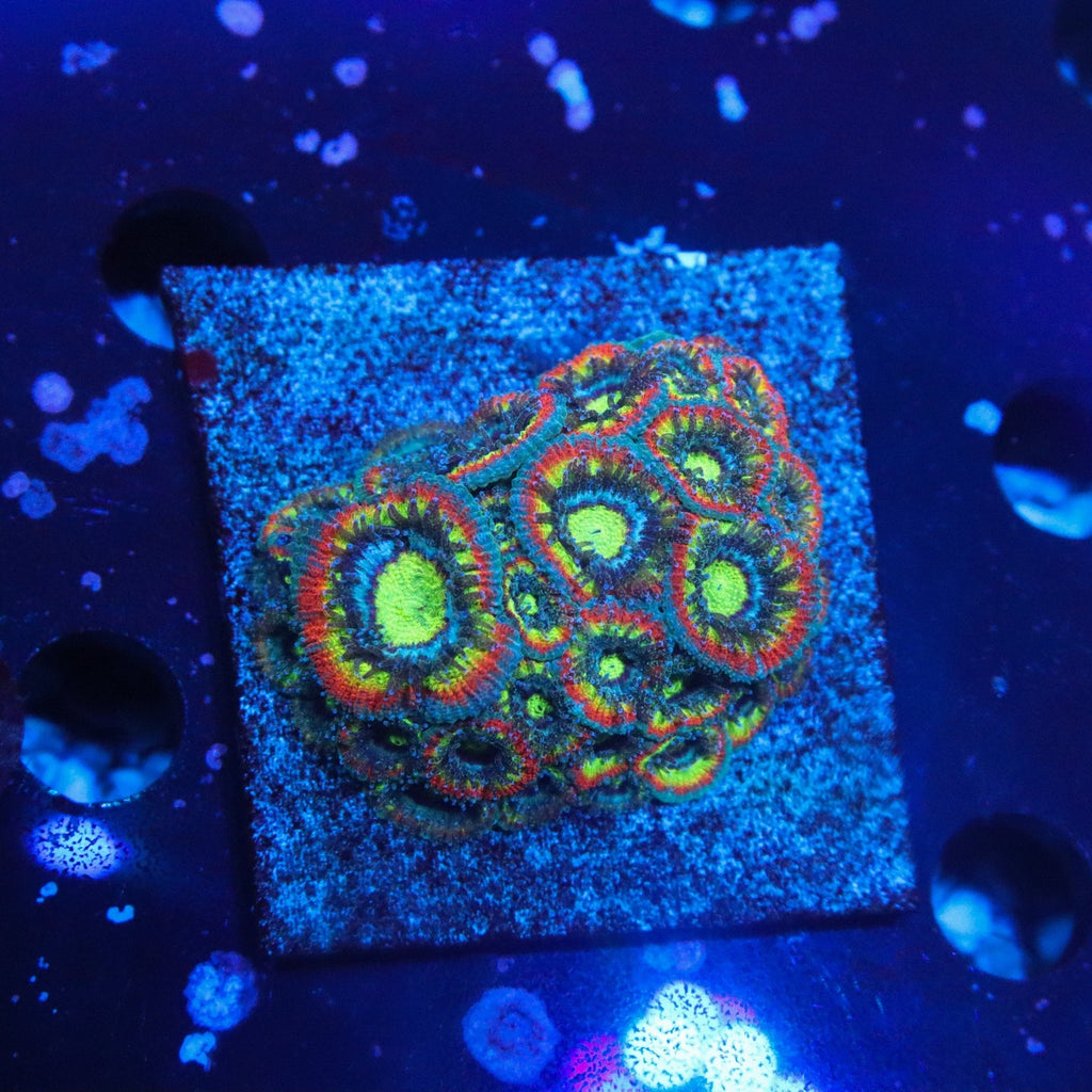 Holy Grail Micromussa Colony
