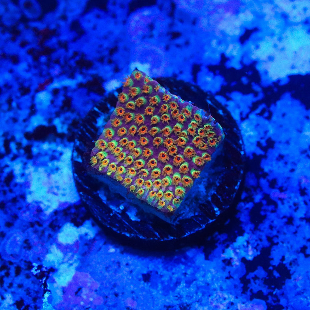 WWC Looney Tunes Stylo