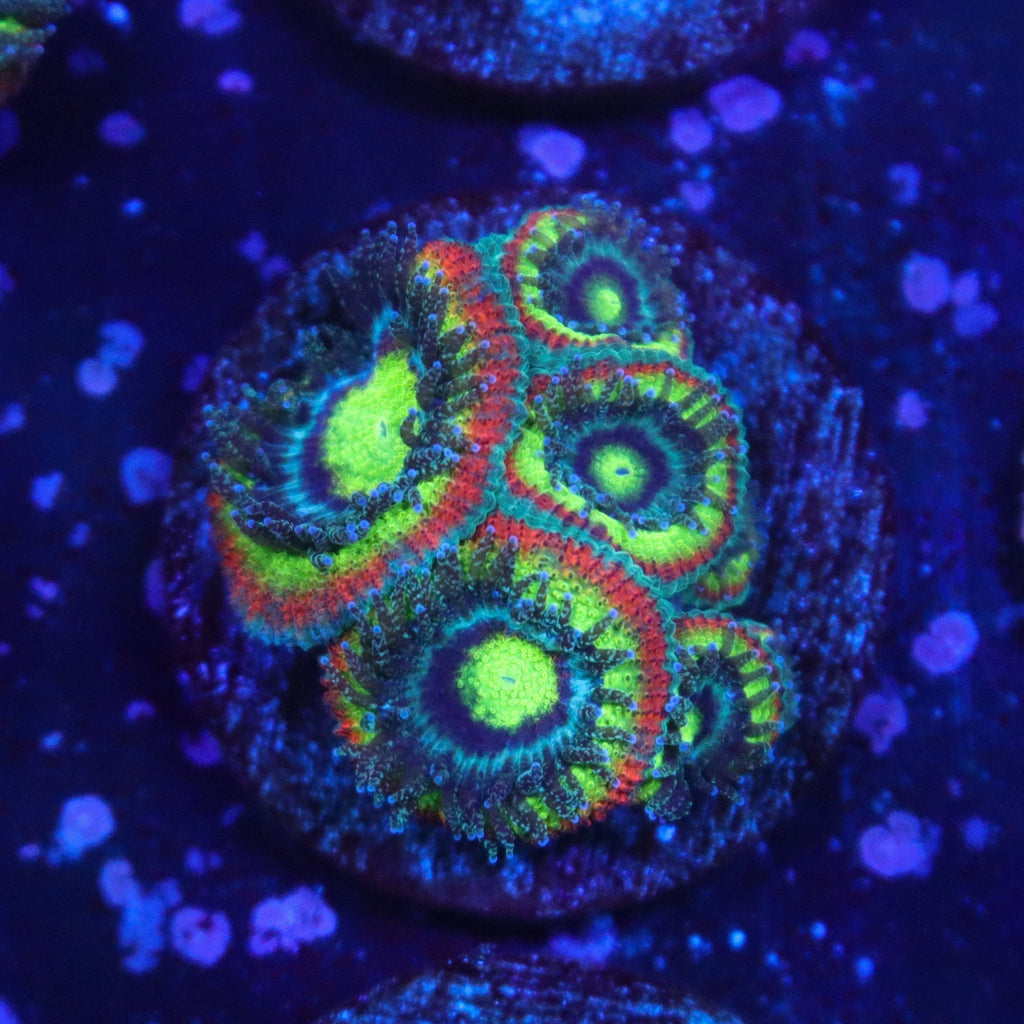Holy Grail Micromussa