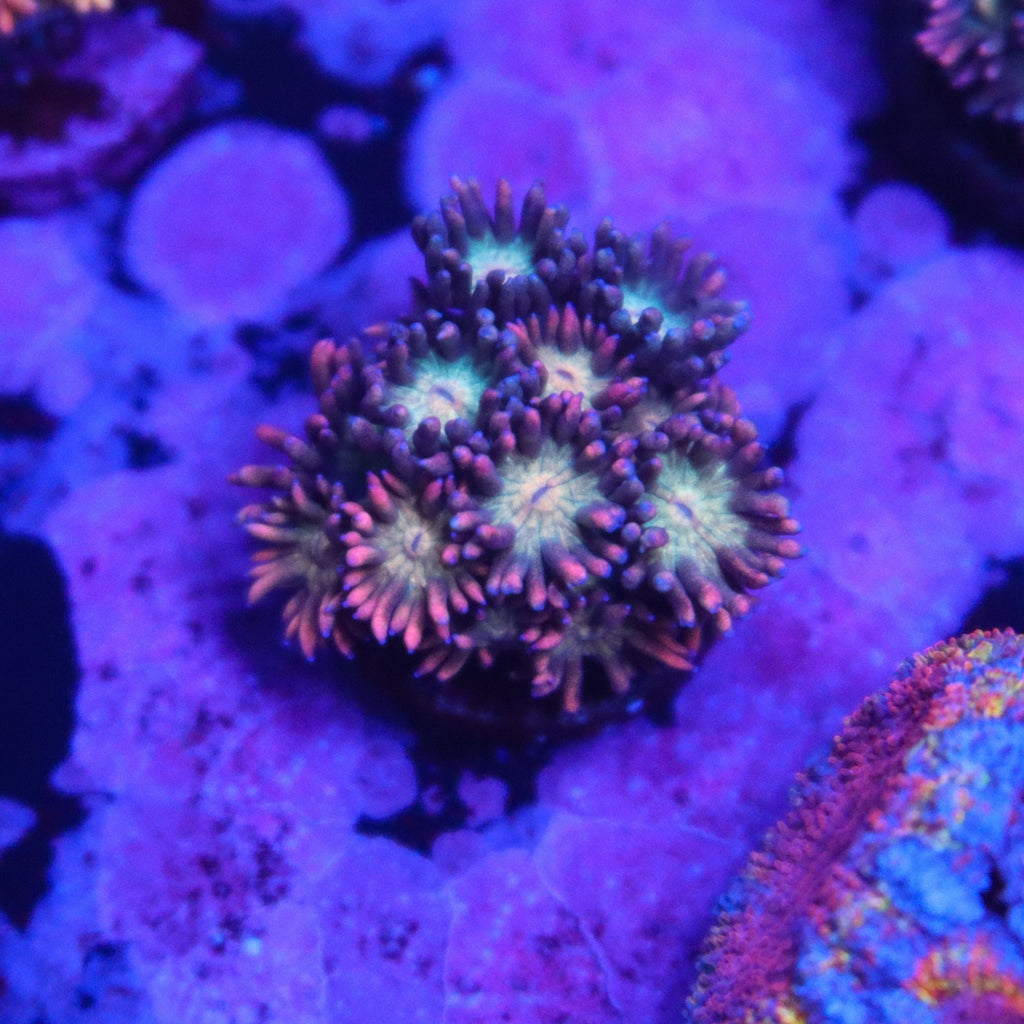 GH Mystique Gonipora