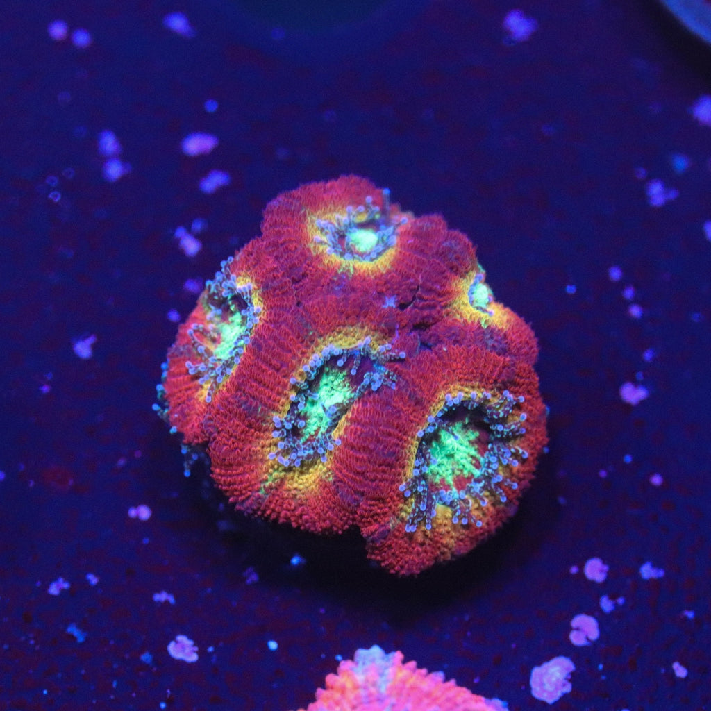 WWC Ruby Red Micromussa
