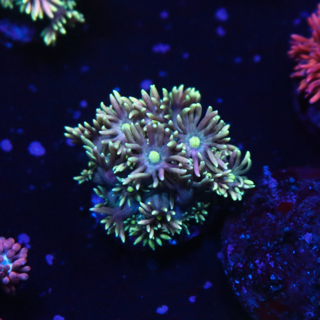 Ultra Gonipora