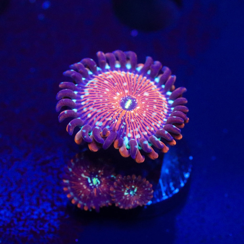 Seduction Zoanthid