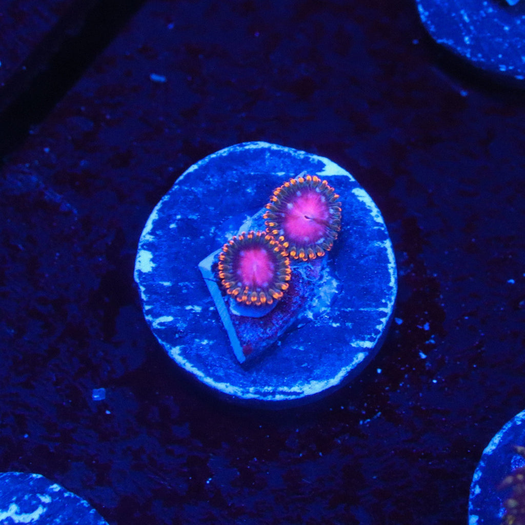 KH Sunburst Zoanthid