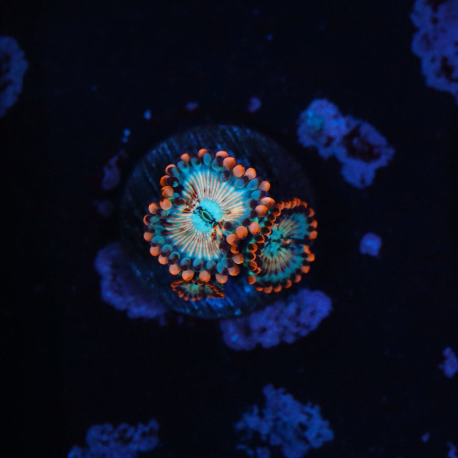CB White Zoambie Zoa – GrowHouse Aquatics
