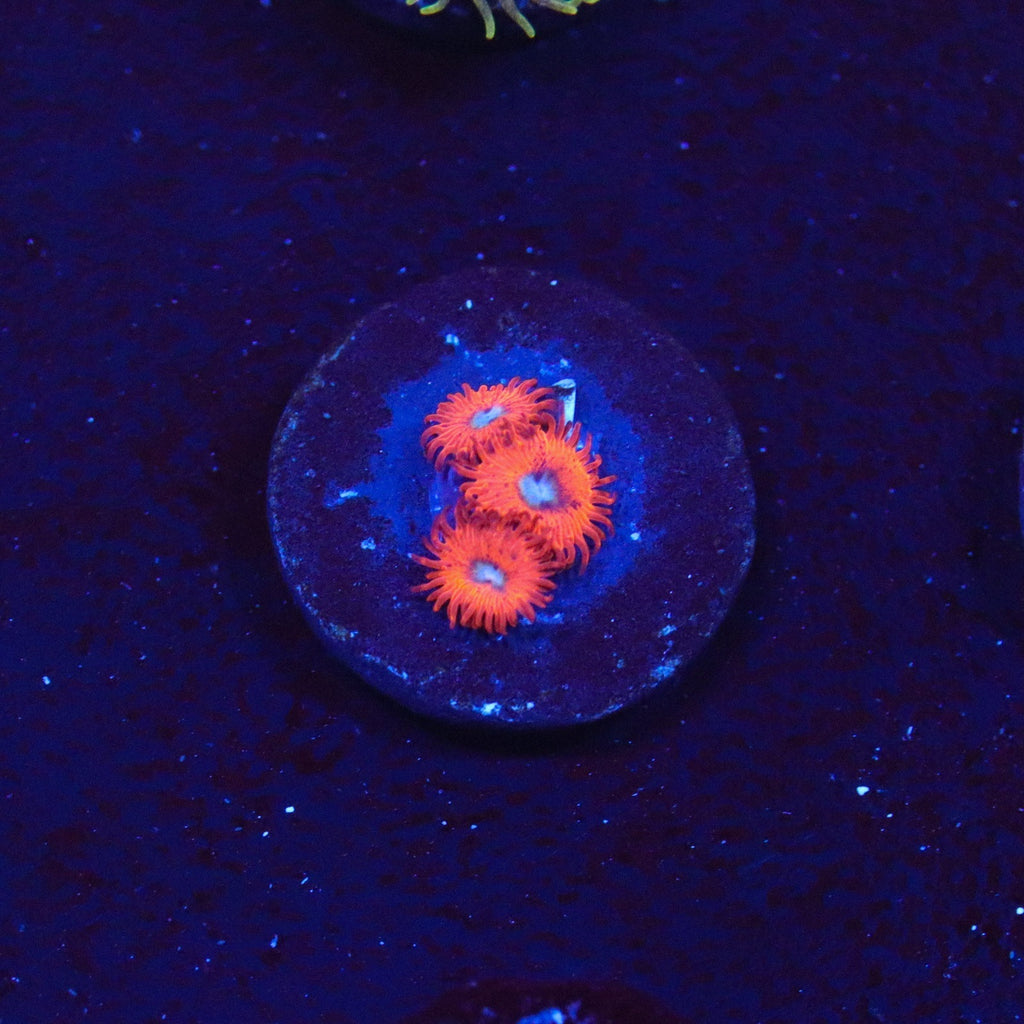 Charmander Zoanthid