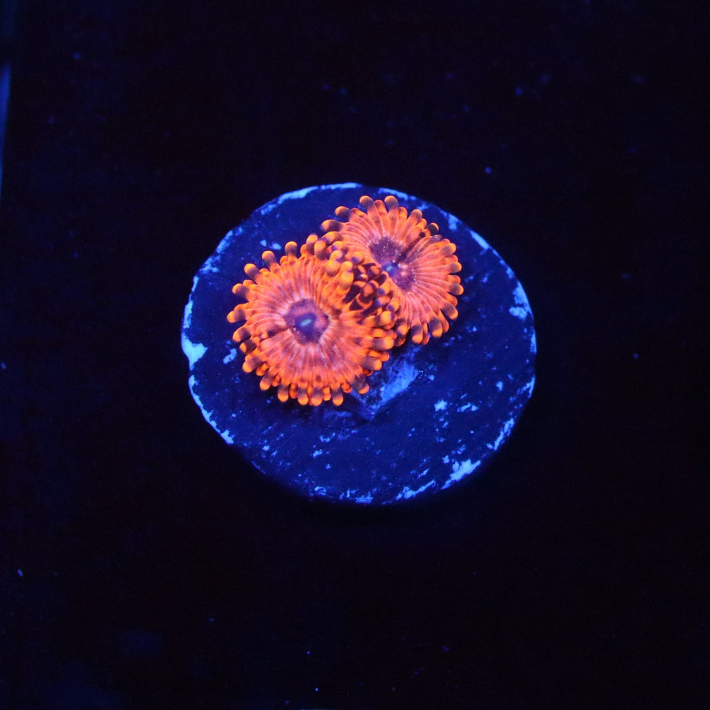 Utter Chaos Zoanthid