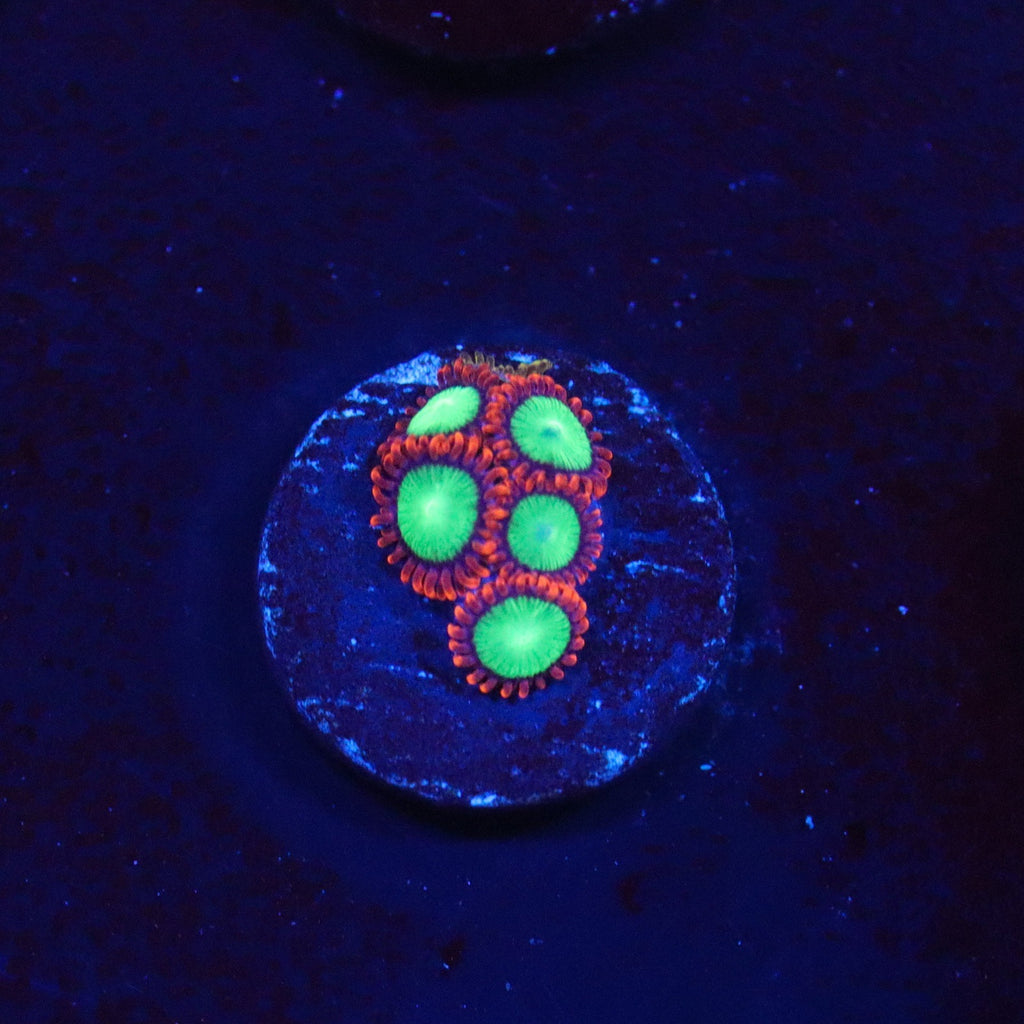 Goblins on Fire Zoanthid