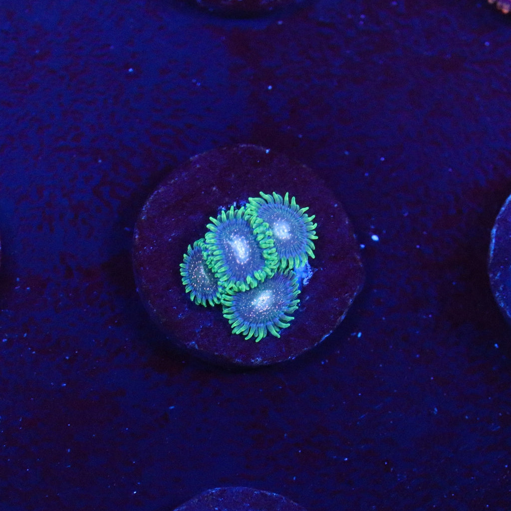 Cosmic Combustion Zoanthid