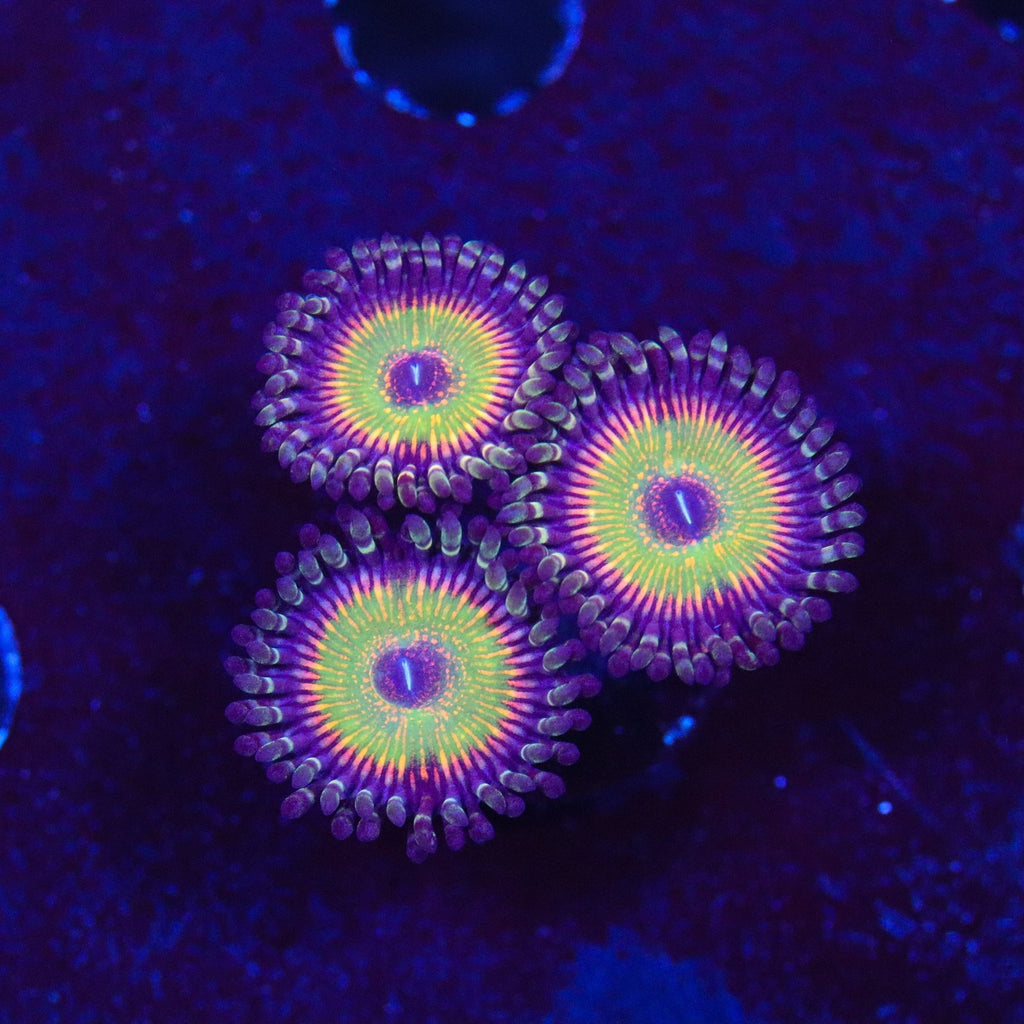 ASD Hyper Jubilee Zoanthid