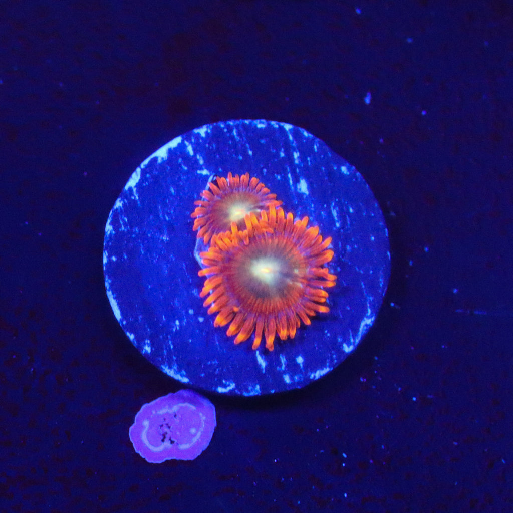 ACI The Lorax Zoanthid