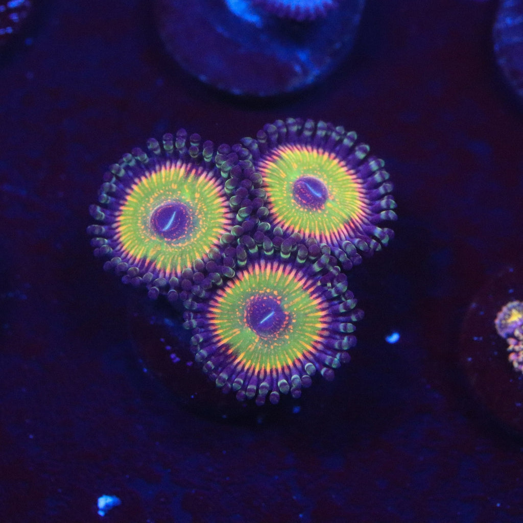 ASD Hyper Jubilee Zoanthid