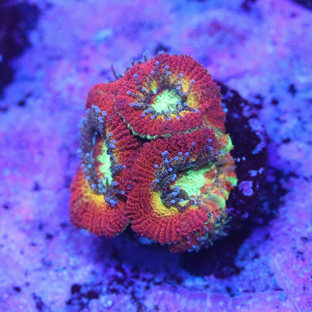 WWC Ruby Red Micromussa