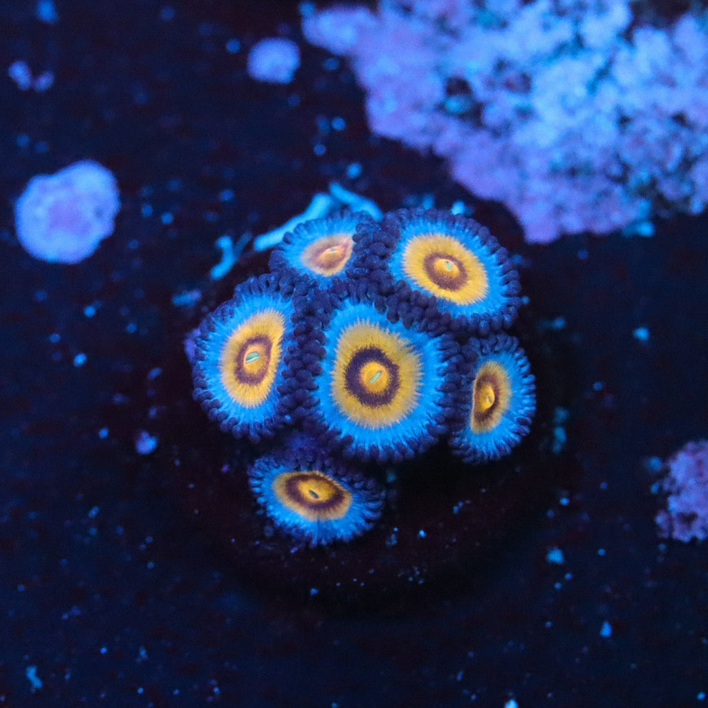 OG Wolverine Zoa – GrowHouse Aquatics