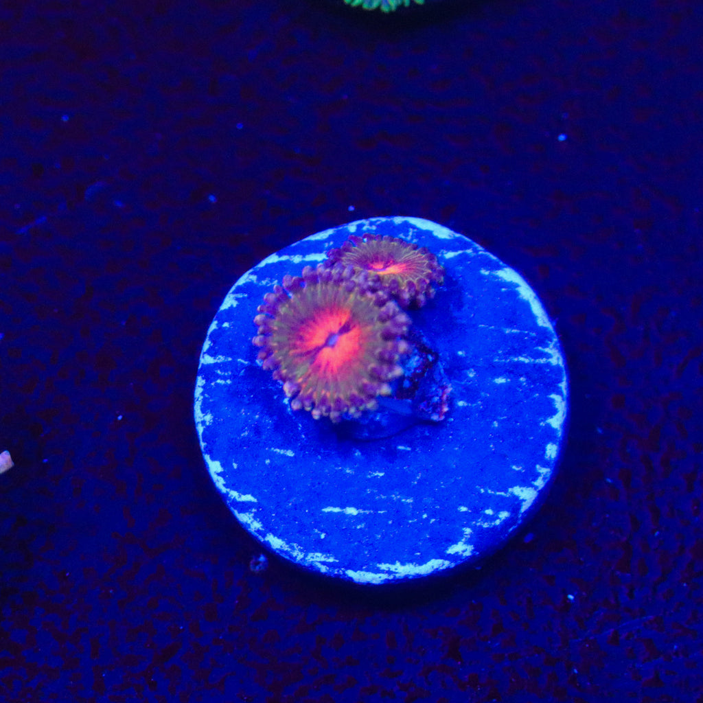 Bowtie Blaster Zoanthid