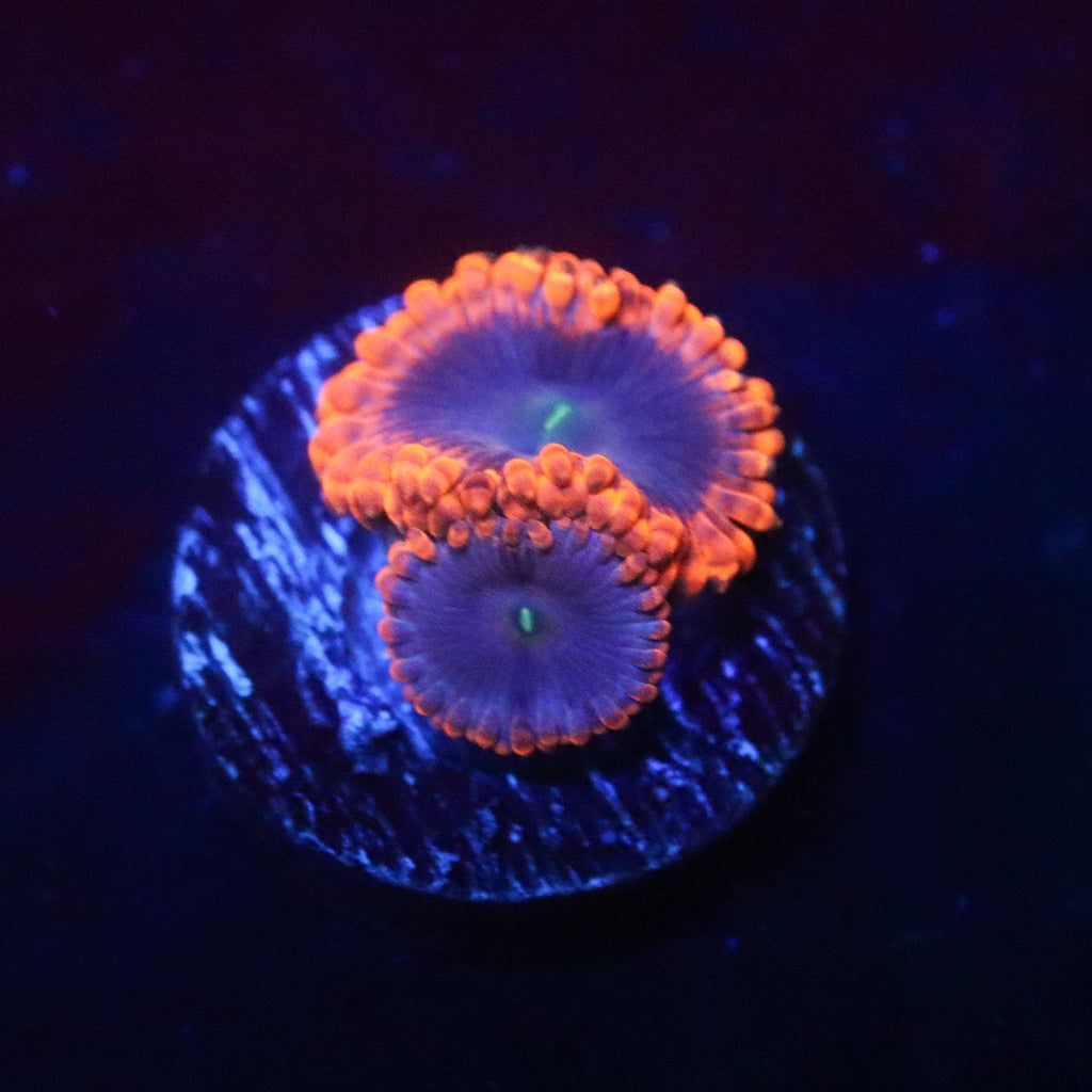 Punch Bowl Zoa