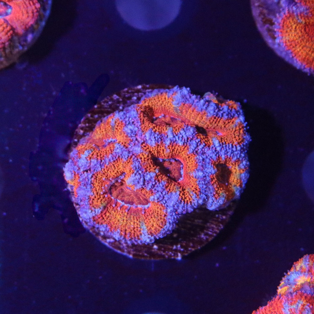 Aussie Rainbow Acan