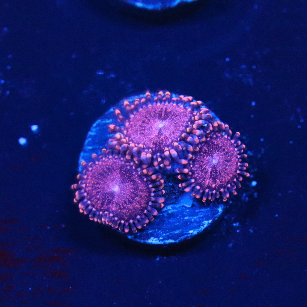 Playboy Zoanthids