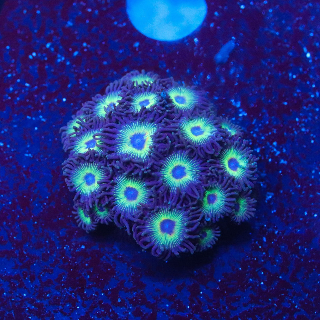 Bob Marley Zoa Colony