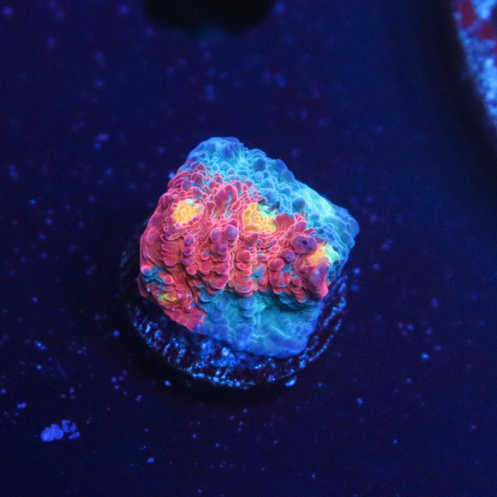TCK Amazing Rainbow Chalice