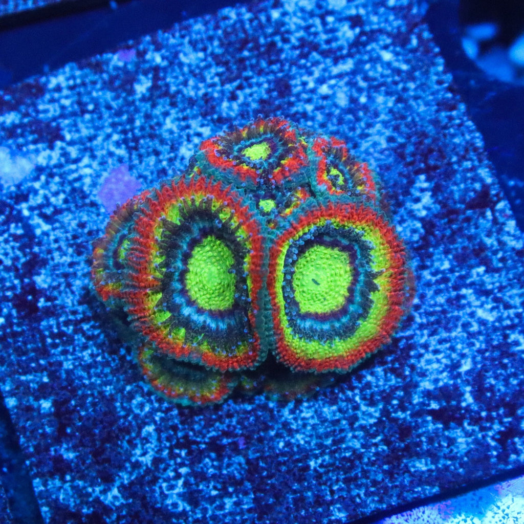 OG Holy Grail Micromussa