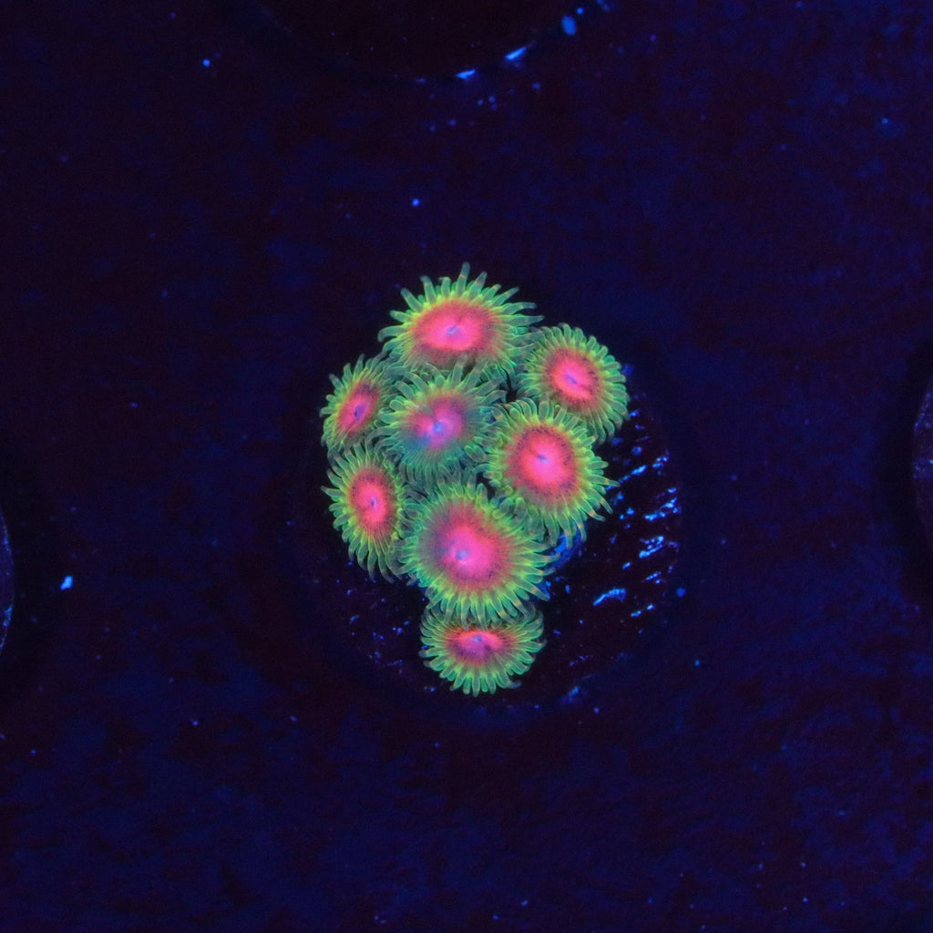 JF Awesome Blossom Zoanthid