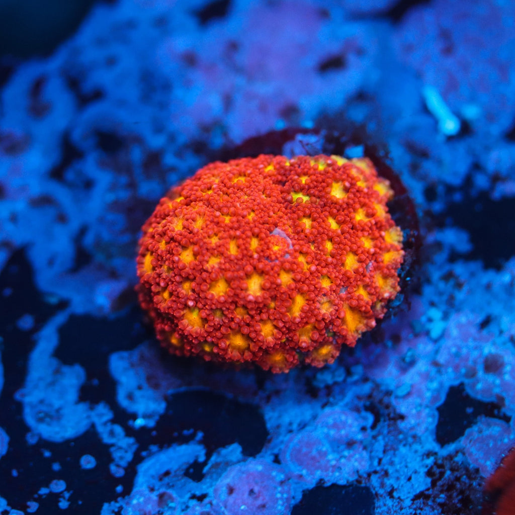 WWC Fruit Loop Bernardopora