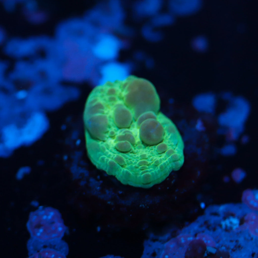 WWC COSMIC CANDY BOUNCE