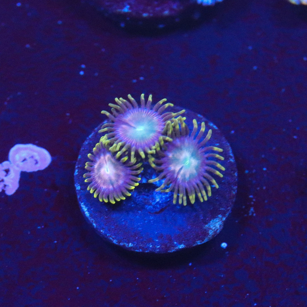 Laser Lemon Zoanthid